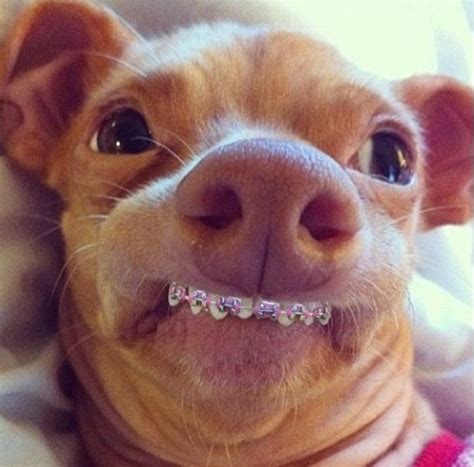 The Internet taught me dogs can wear braces. : funny