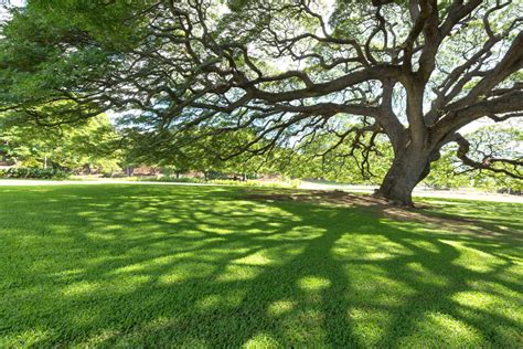 Shade Trees – Kelly Tree Farm