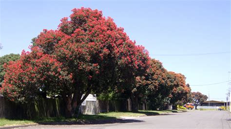 Pohutukawa Tree