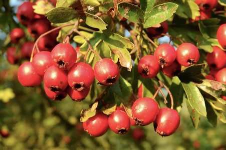 23 Trees With Red Berries: Identification Guide (With Pictures)