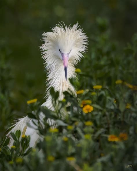 Reddish Egret White Morph | Breeding plumage & colors, near … | Flickr