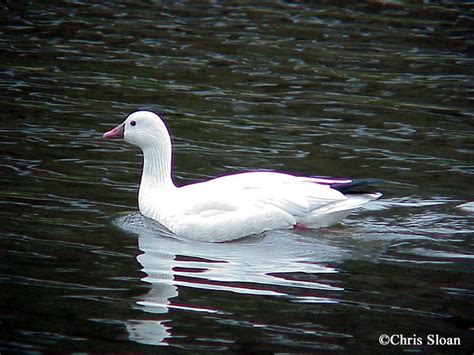 Tennessee Watchable Wildlife | Ross's Goose - Habitat: WATER