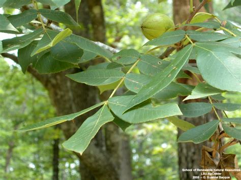 Louisiana Plant ID | Carya tomentosa (mockernut hickory)