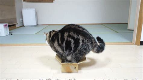 cat in a box funny gif | WiffleGif