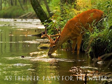 As The Deer Pants For The Water | The Heaton File