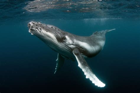 Humpback Whale Habitat Protected by Biden Administration in 2021 | Ocean mammal, Marine mammals ...