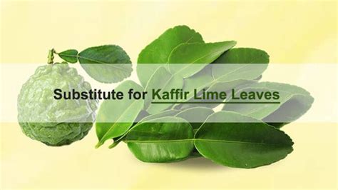 What Can You Substitute for Kaffir Lime Leaves? 11 Options