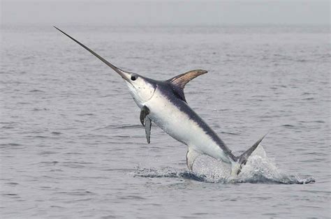 Jumping swordfish (it's a free animal seen on an observation trip) | Salt water fishing ...