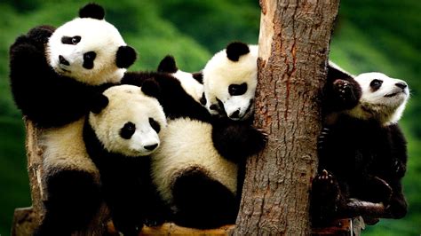 Why Are Pandas Becoming Endangered - Danger Choices