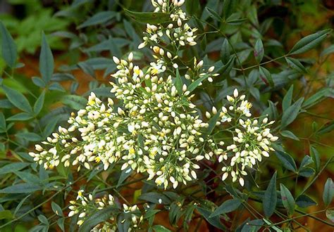 Beechwood Landscape Architecture and Construction: Nandina Domestica, Evergreen Shrub of The Day