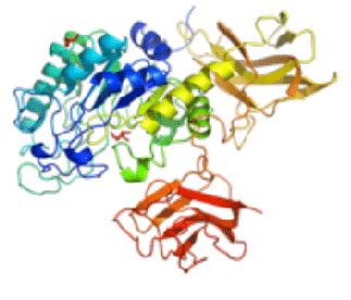 Structure of novel glycoside hydrolase family 29 protein identified ...