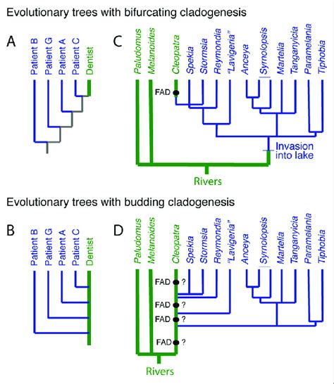 | The distinction between bifurcating and budding cladogenesis matters ...