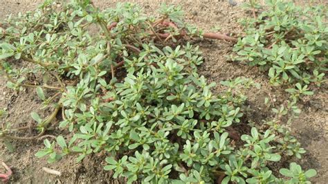 Growing Purslane: A Guide to Cultivating this Nutritious Green - live-native.com