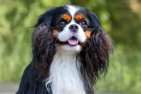 The 4 Main Cavalier King Charles Spaniel Colors Explained