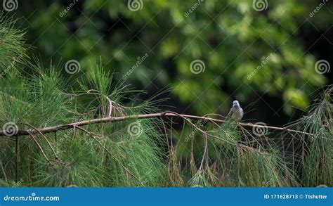 Peaceful Dove stock image. Image of habitat, life, head - 171628713