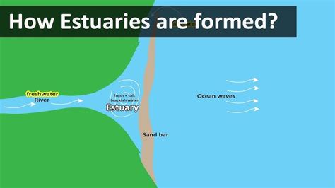 Estuary Diagram For Kids