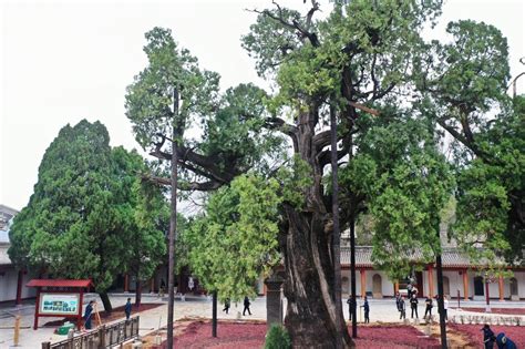 Ancient tree stands tall near Yellow Emperor tomb in NW China ...