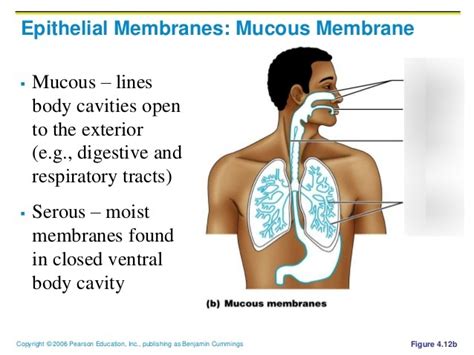 Mucous Membrane USA Wholesale | deborahsilvermusic.com