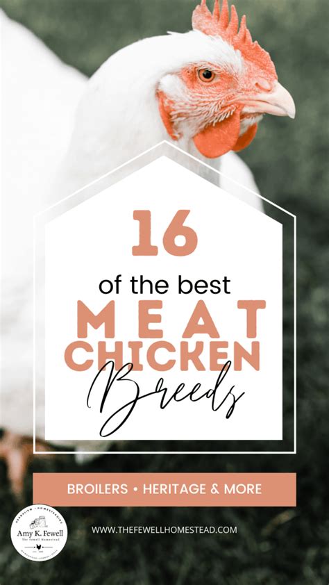 Broiler Chicken Breeds: 16 of the Best Meat Chickens - Amy K. Fewell