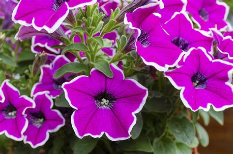 Petunia Flower Flowers Ornamental - Free photo on Pixabay - Pixabay