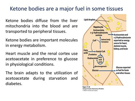 PPT - KETONE BODY METABOLISM PowerPoint Presentation, free download - ID:6947543