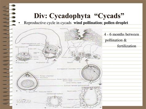 PPT - Evolution of Cycads, Gymnosperms and Ferns PowerPoint Presentation - ID:258512