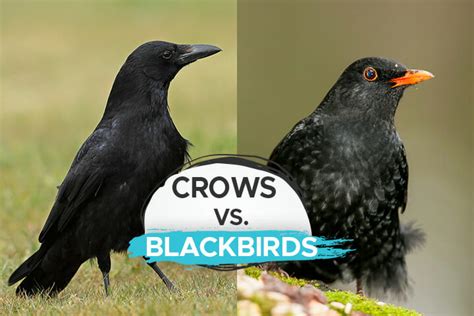 Crow vs. Blackbird [How to Differentiate the Two] - Birdwatching Buzz