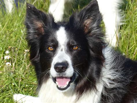 Border Collie Pups Ears