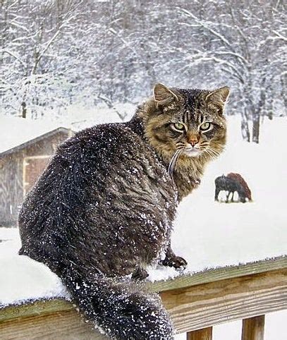 The CUTEST Cats in Snow | The Weather Channel