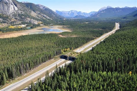 1 of 44 wildlife overpasses on the Trans-Canada Highway route through Banff National Park ...