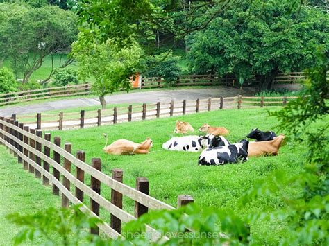 Flying Cow Ranch (Taiwan) | Sheena Loves Sunsets