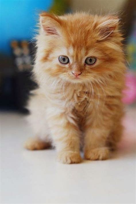 Precious little ginger kitty | Kittens cutest, Cute cats, Cute animals