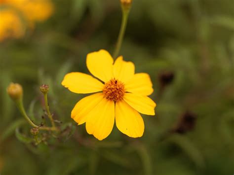 What Is Bush Marigold: Tips For Growing Mountain Marigolds