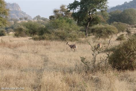 The biodiversity of India: Part 1 – Mongabay Kids