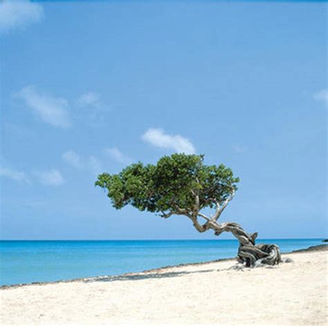 Palm Beach Aruba Hotels - RIU - Aruba Palm Beach Hotel Resorts, Reservations