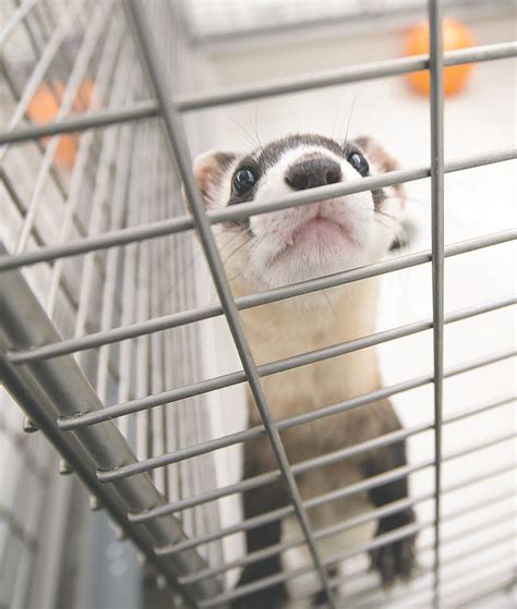 Disease-resistant ferrets? | Powell Tribune