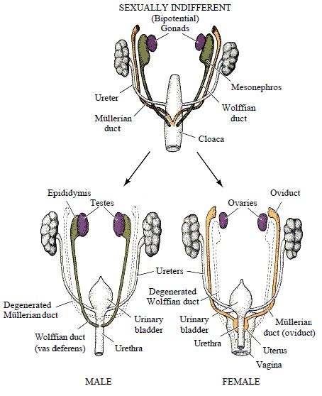 Female Development Anatomy