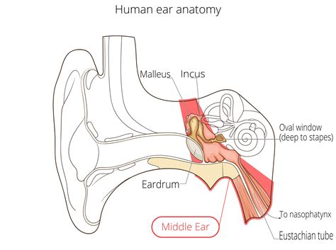 ear anatomy middle ear