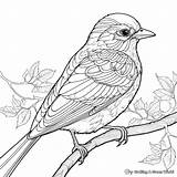Mockingbird Coloring Pages  Free & Printable sketch template