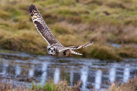 Short-eared Owl — Eastside Audubon Society