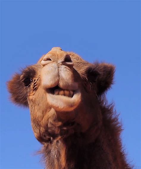 (1) Tumblr | Camel, Camels funny, Hi gif