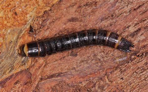 Stenagostus rhombeus (a Click Beetle larva) | Found a couple… | Flickr