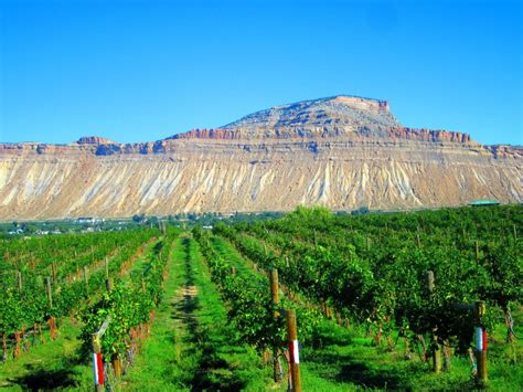 Palisade Wine Country - The Western Slope’s Hidden Treasure