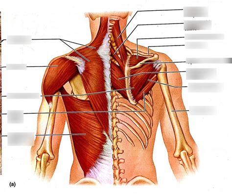 Neck, Shoulder, and back muscles Diagram | Quizlet