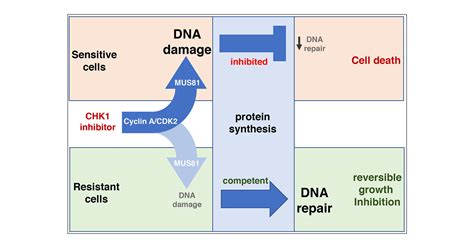 Inhibition of Protein Synthesis Induced by CHK1 Inhibitors ...