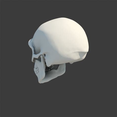 Neanderthal skull 3D - TurboSquid 1343653