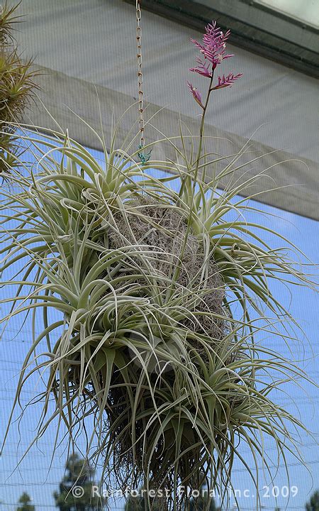 Tillandsia straminea | Tillandsia air plant, Tillandsia, Air plants