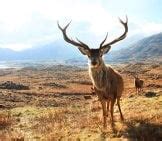 Red Deer - Description, Habitat, Image, Diet, and Interesting Facts