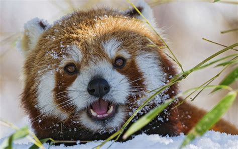 Wallpaper : 1600x1000 px, animals, closeup, nature, open mouth, red panda, snow 1600x1000 ...