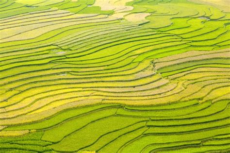 Premium Photo | Paddy field plantation in the country of vietnam.